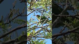 Redcrowned parakeet seeking food parrot parakeets birds NZendemic wildlife NewZealandBirds [upl. by Leina]