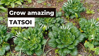 How to grow amazing Tatsoi Asian Greens [upl. by Randie652]