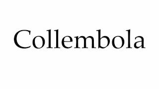 How to Pronounce Collembola [upl. by Lanny]