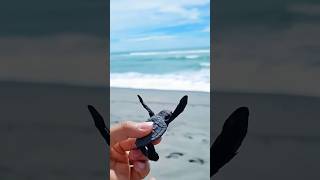 Tortuga bebé Entrando por Primera Vez al Mar 😍 animales shortsvideo [upl. by Aylward]