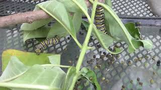 Parasite Infected Monarch Caterpillars [upl. by Negaet194]