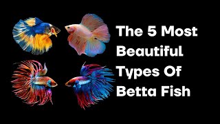 The 5 Most Beautiful Types Of Betta Fish [upl. by Ashlen]