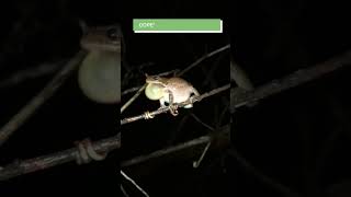 tree frog mating call sound [upl. by Jepson]