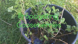 How to Propagate Gooseberries New plants for FREE [upl. by Nomead911]