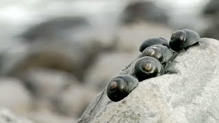 Life in Rock Pools [upl. by Terces]