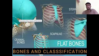 BONES  TYPES OF BONES ANATOMY LONGSHORTFLATIRREGULARSESAMOID anatomy bones [upl. by Fairleigh740]