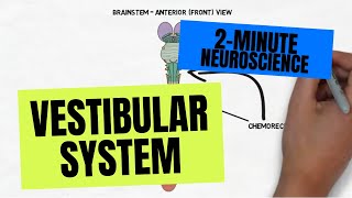 2Minute Neuroscience Vestibular System [upl. by Aielam]