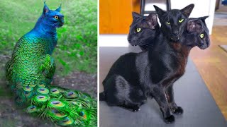 15 Abnormally Strange Cats That Actually Exist [upl. by Arimaj]