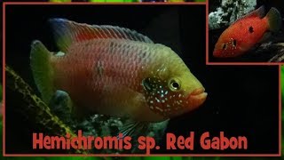 Hemichromis sp Red Gabon    Cichlidae  Hemichromis rouge  ParisFrance  022019 [upl. by Llert]