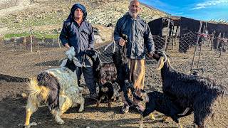 IRAN Nomadic Life Documentary  Daily Life of Iranian Nomads  Nomadic Lifestyle of Iran [upl. by Nnylasor]