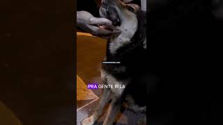 OLHA GENTE DEPOIS FALAM QUE CACHORRO NÃO É RACIONAL MOMENTO LINDO E CURIOSO curiosidades cachorro [upl. by Gnouc589]