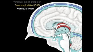 The ventricular system [upl. by Hanonew]