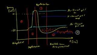 Neurobiologie  6 Das Aktionspotential [upl. by Minier607]