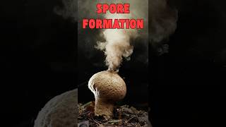 Spore Formation Explained A Key Process in Fungi amp Plants [upl. by Hasheem]