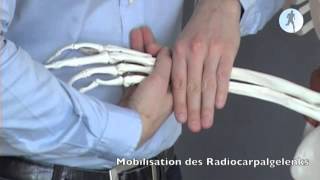 Mobilisation des Radiocarpalgelenks [upl. by Aslehc]