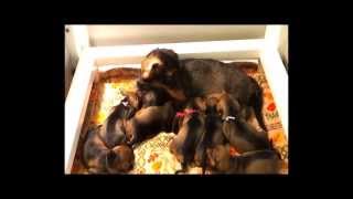 Wirehaired dachshund puppies at 19 days [upl. by Cruickshank449]