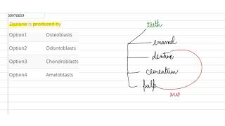 Dentine is produced by [upl. by Korney]