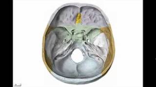 osteología del craneo parte n°3 hueso esfenoides [upl. by Esertak]