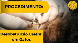 PROCEDIMENTO Desobstrução urinária em gato macho [upl. by Haret199]