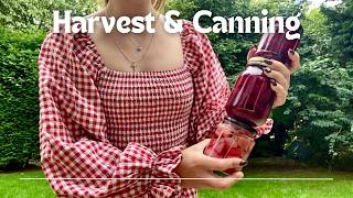 Canning Beetroot From Garden to Jar in 6 Easy Steps [upl. by Anahsirk]