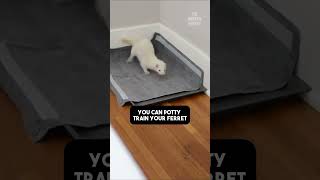 How to Train Your Ferret [upl. by Monty]