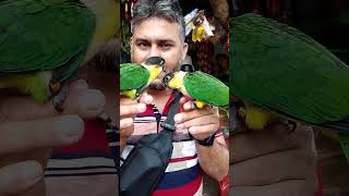 BlackHeaded Caique  Kite Parrot mirpur1pakhirhat birdsstorychannel parrot [upl. by Harri]