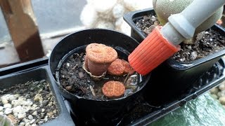 How and when to water Lithops  Living stones [upl. by Puff553]