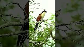 Burung puyuh berkepala biru  jagatburung duniaburung suaraburung burungliar burungberkicau [upl. by Jaynes]