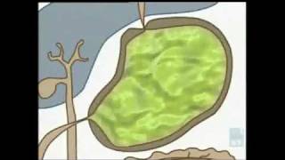 The digestive system  an animation [upl. by Haropizt]