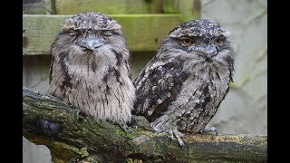 tawny frogmouth bird sound [upl. by Slein]