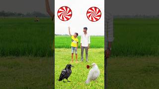 Magic ball to parrot pigeon crow peacock 🦚 shortsfeed viralvideos short trending tranding [upl. by Hoffert946]