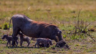 Warthog and Piglets  Kenya Safari [upl. by Nnyleahs]