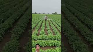 TIPS Smart pesticide spraying shortsfeed shortvideo youtubeshorts farmer shots nongdan [upl. by Reltuc]