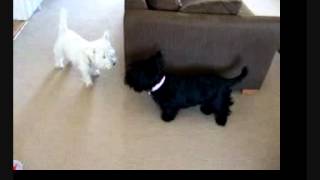 My Westie and Scotty dogs playing West Highland White and Scottish Terrier [upl. by Ayenat]