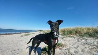 Großenbrode mit Hund  OstseeHundestrand nahe Fehmarn [upl. by Ehrman]