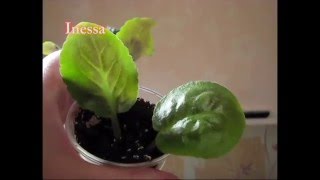 Как посадить листья фиалки укоренение flowers  Saintpaulia breeding  African violet [upl. by Pussej899]