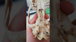 OSTEOLOGIA CRANEO DEL PERRO [upl. by Rumilly569]