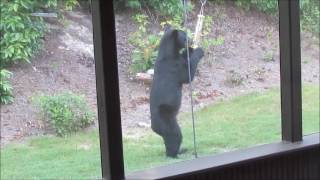 Bear takes down Bird Feeder 2 v 1 [upl. by Odnomra]