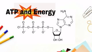 How do we get energy from ATP Adenosne Triphosphate [upl. by Anerrol501]