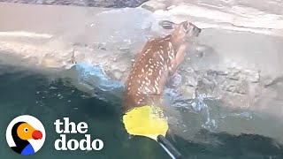 Kayakers Save The Sweetest Baby Deer  The Dodo [upl. by Archambault]