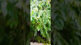 Curry leavesinsulin release plant plantsutubeshorts flowers nature greencareviral [upl. by Anerev]