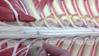 Spinal Cord and Nerves Model Anatomy [upl. by Arbma]