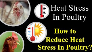 Heat stress in Poultry  Poultry Farming in Summer Season  How to aluminate Heat stress in Poultry [upl. by Esinel]