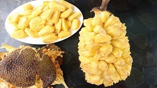 Amazing Jackfruit Cutting Skills  Amazing Way To Open a Big Jackfruit  How To Cut a jackfruit [upl. by Aley645]