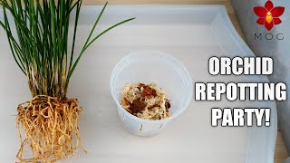 Orchid Species Repotting Party  Dendrochilums amp Acineta superba [upl. by Ophelie]