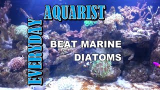 How To Kill Marine Aquarium Brown Algae amp Diatoms [upl. by Klayman266]