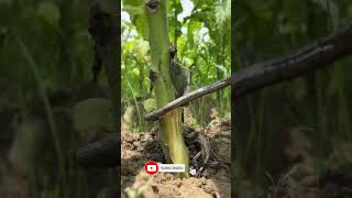 Take care of tobacco trees in Field satisfying shortsvideo shorts short [upl. by Hannover]