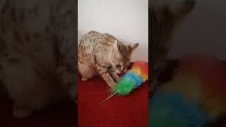 FUNNY CAT FACE F1 SAVANNAH CAT playing with the dust cleaner🤭😻😻 gorgeous amp very playful Queen Fee 👑 [upl. by Wenz346]