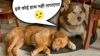 Ghost always saves Max 🥲😡  Shaitaani karke bach gaya 😡 THEHIMALAYANHUSKY [upl. by Styles]