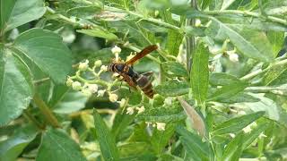 Paper Wasp amp Green Flower Chafer Visit Bushkiller Flowers for Nectar [upl. by Bashemath275]